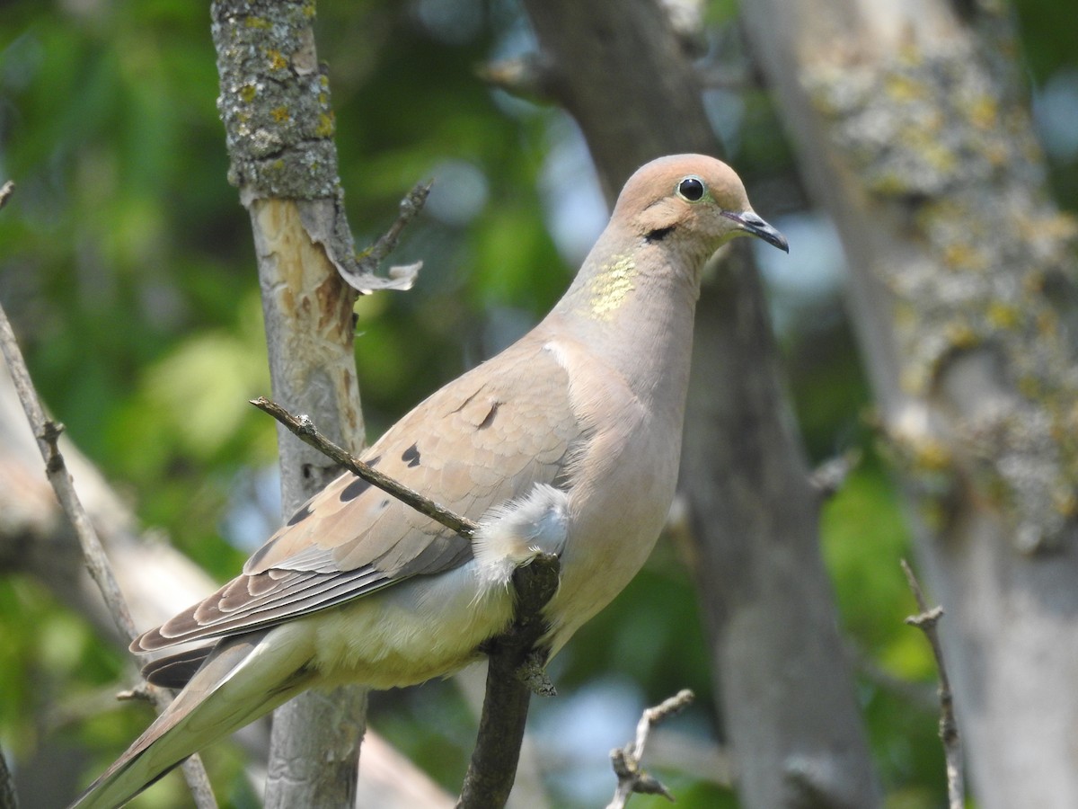 Mourning Dove - Connor Langan