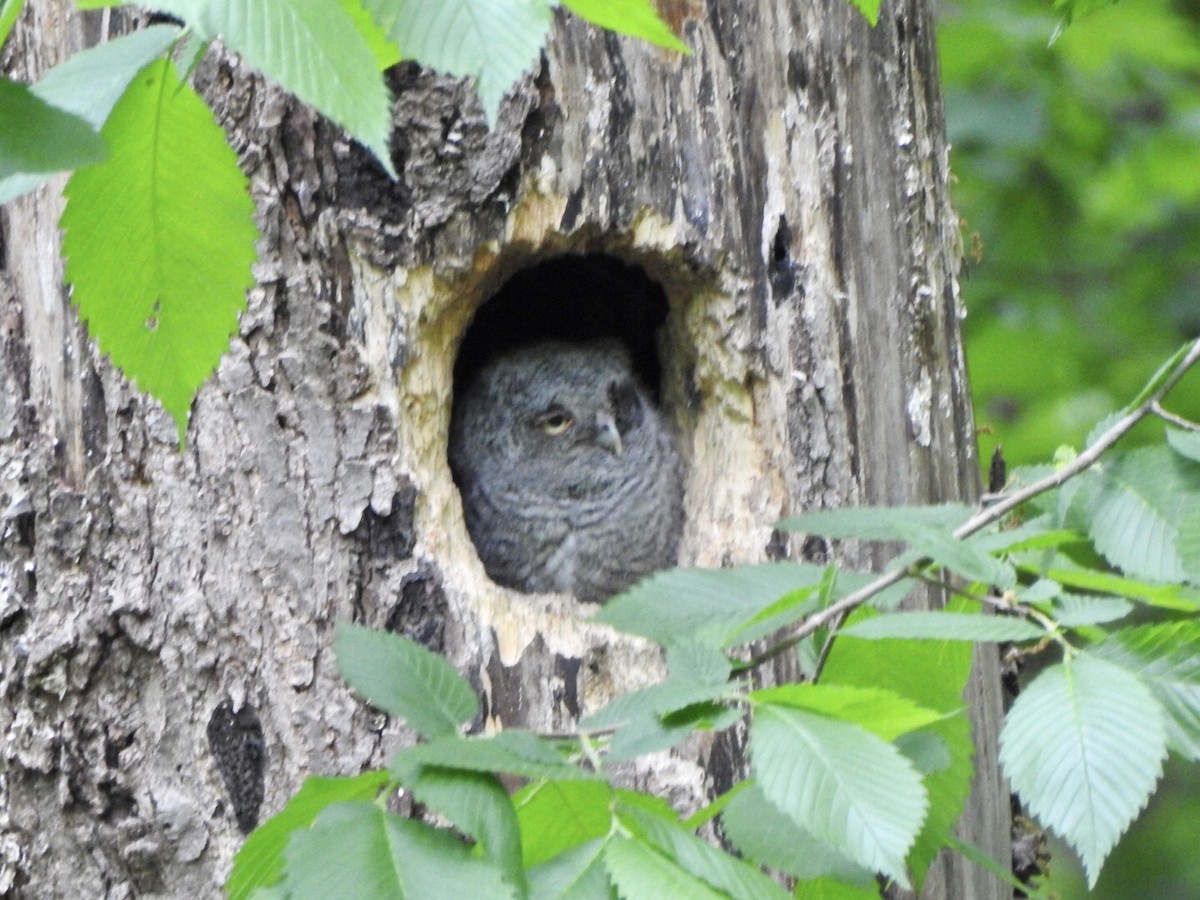 Eastern Screech-Owl - Anita Hooker