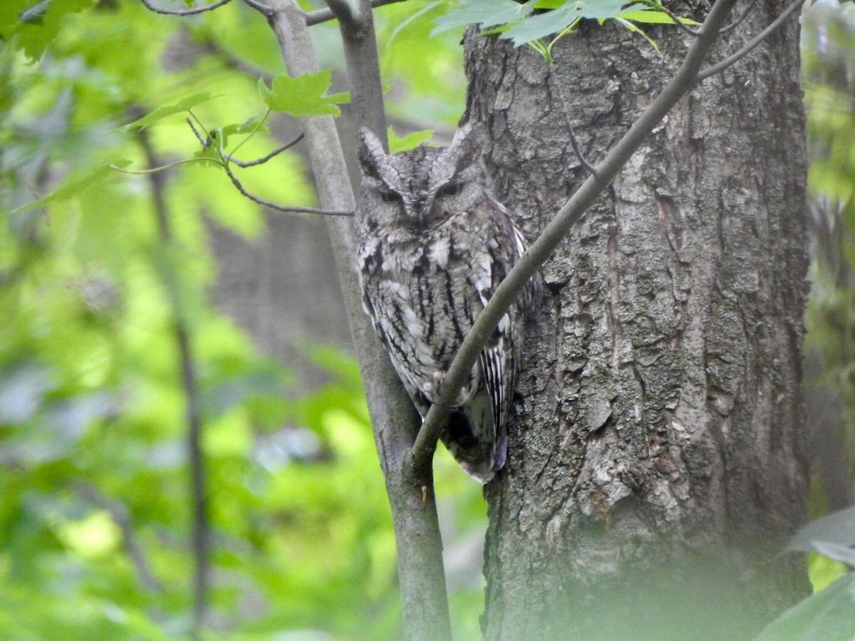 Eastern Screech-Owl - Anita Hooker