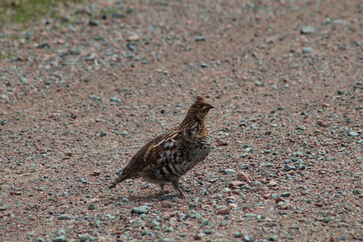 Ruffed Grouse - ML619051236