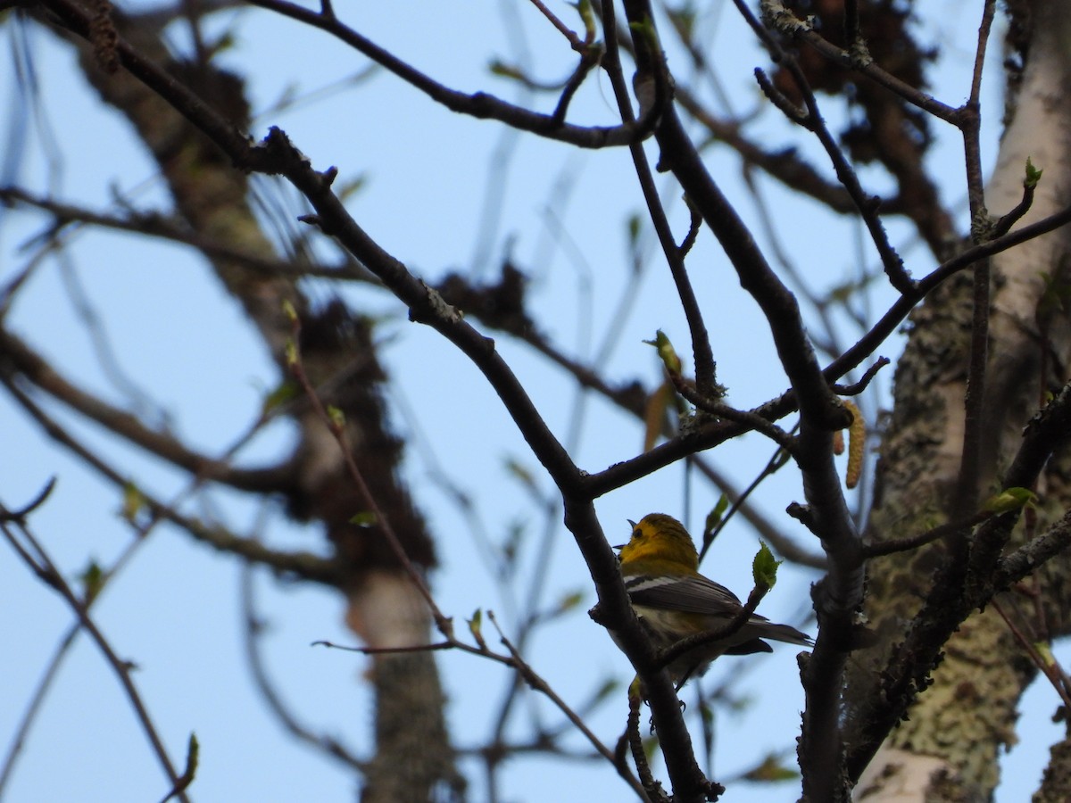 Black-throated Green Warbler - Daniel Raleigh