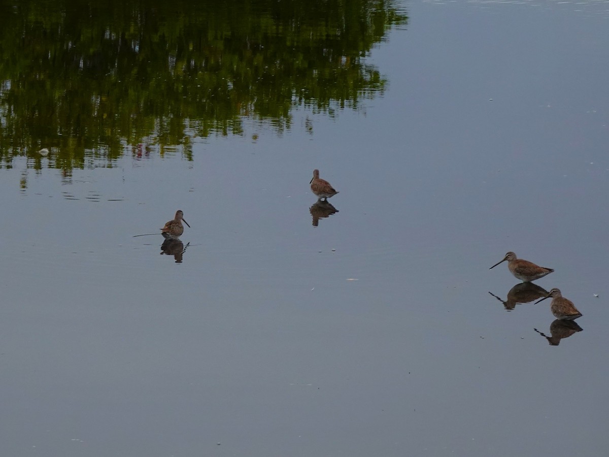 Long-billed Dowitcher - ML619051251