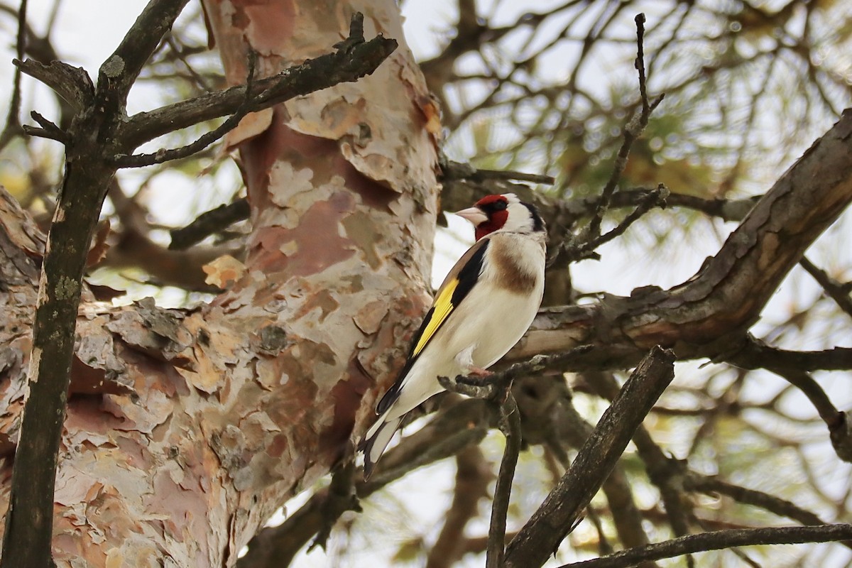 European Goldfinch - Amanda Damin