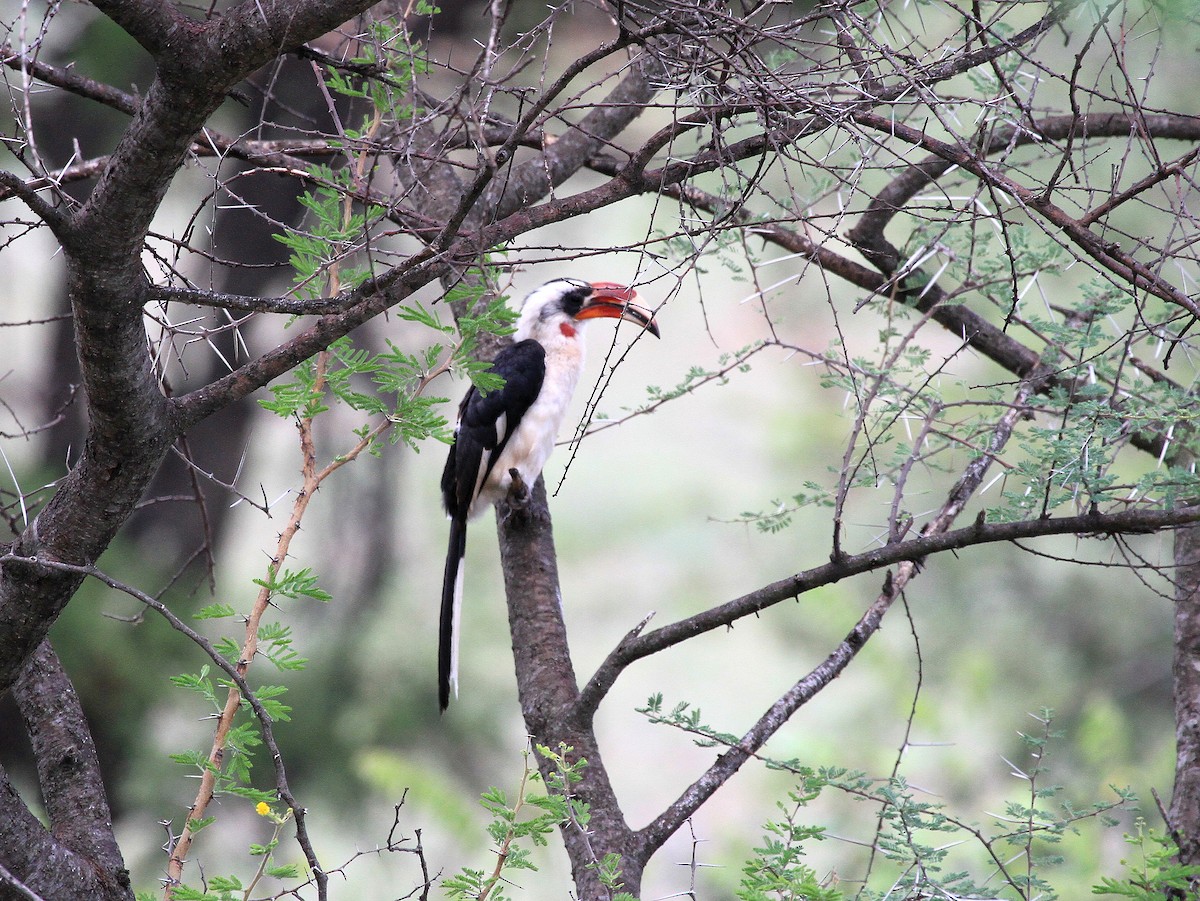 Von der Decken's Hornbill - ML619051281