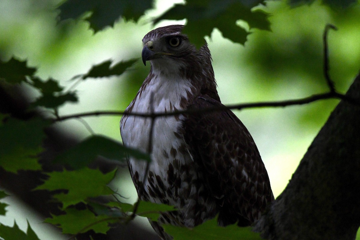 Red-tailed Hawk - ML619051301