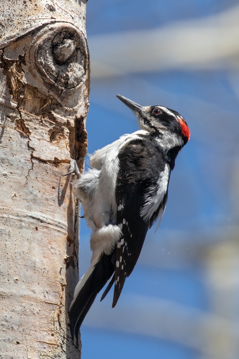 Hairy Woodpecker - ML619051305