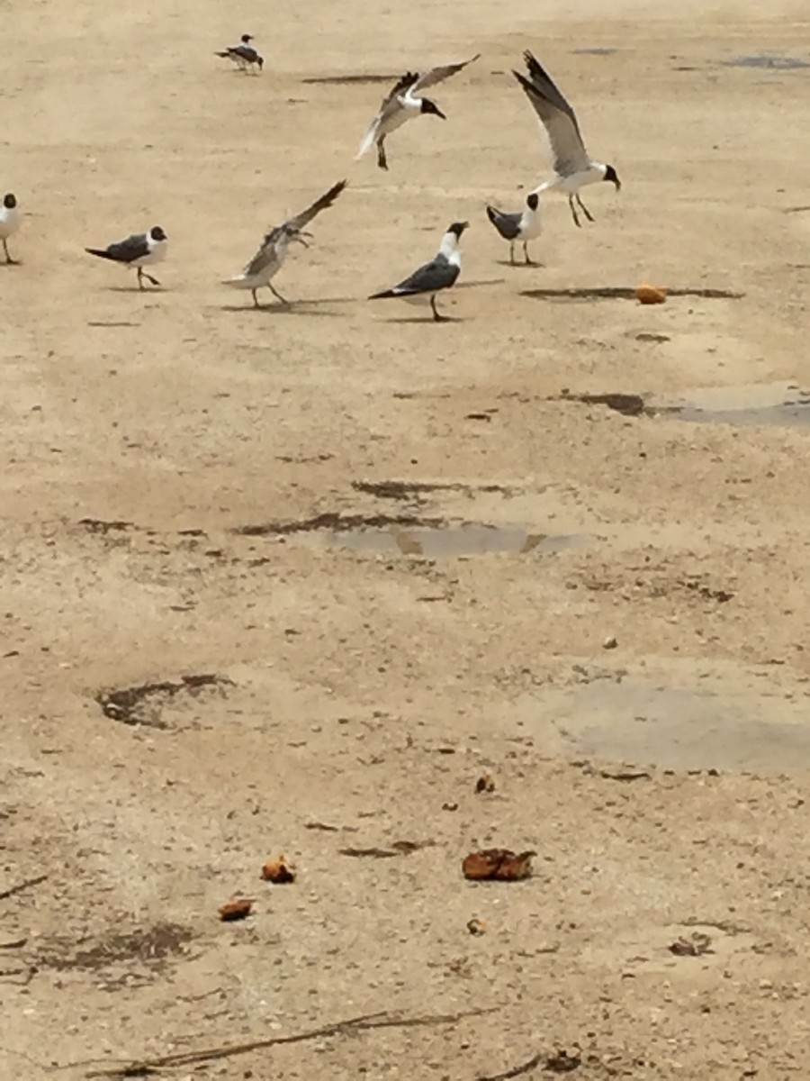 Laughing Gull - ML61905131