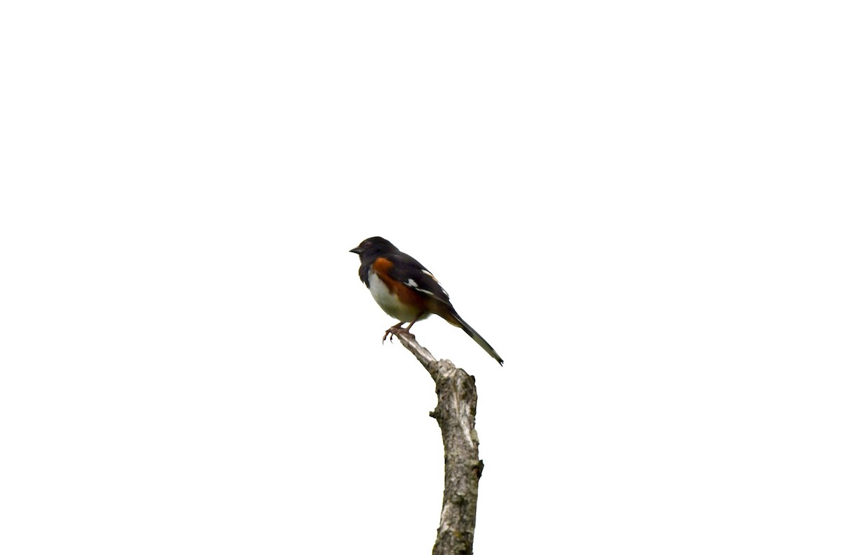 Eastern Towhee - Charles Kollar