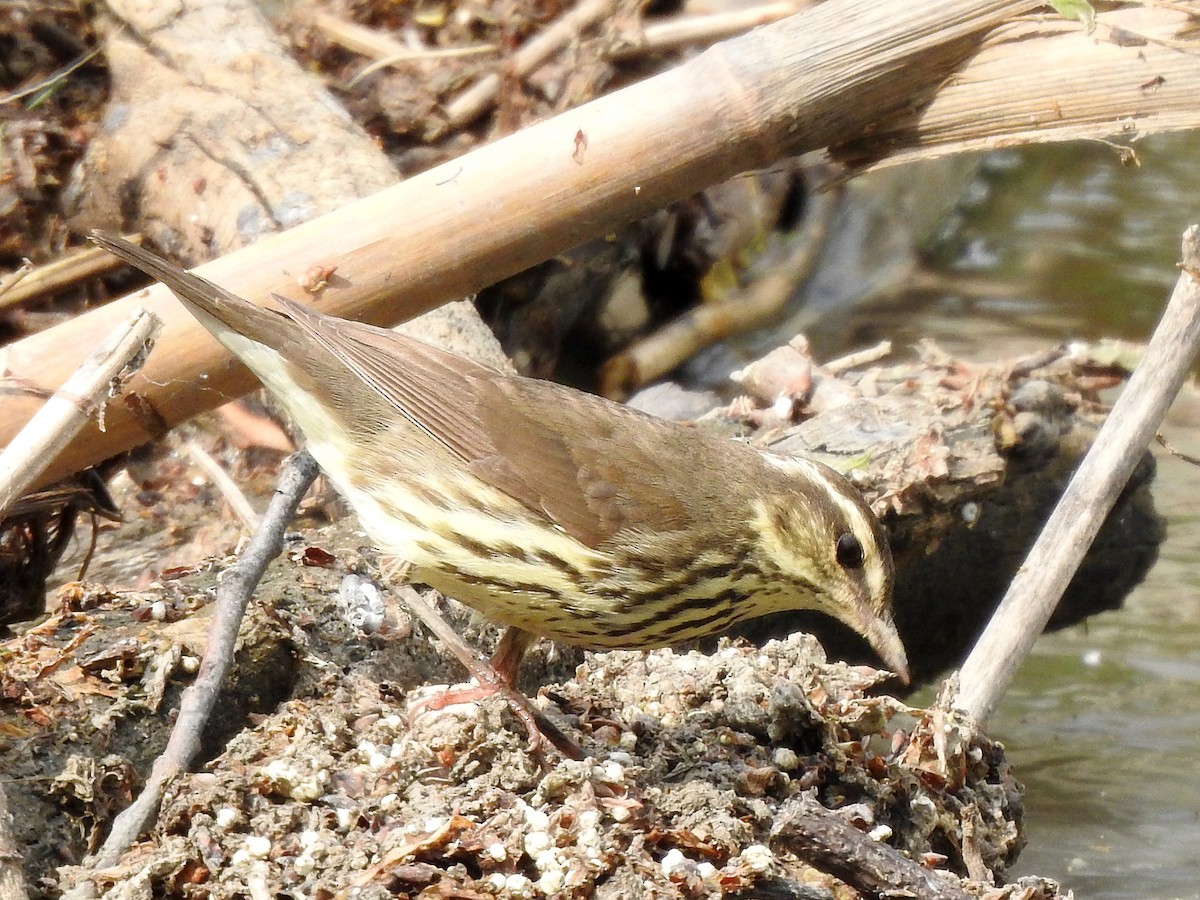 Northern Waterthrush - Dan Mason