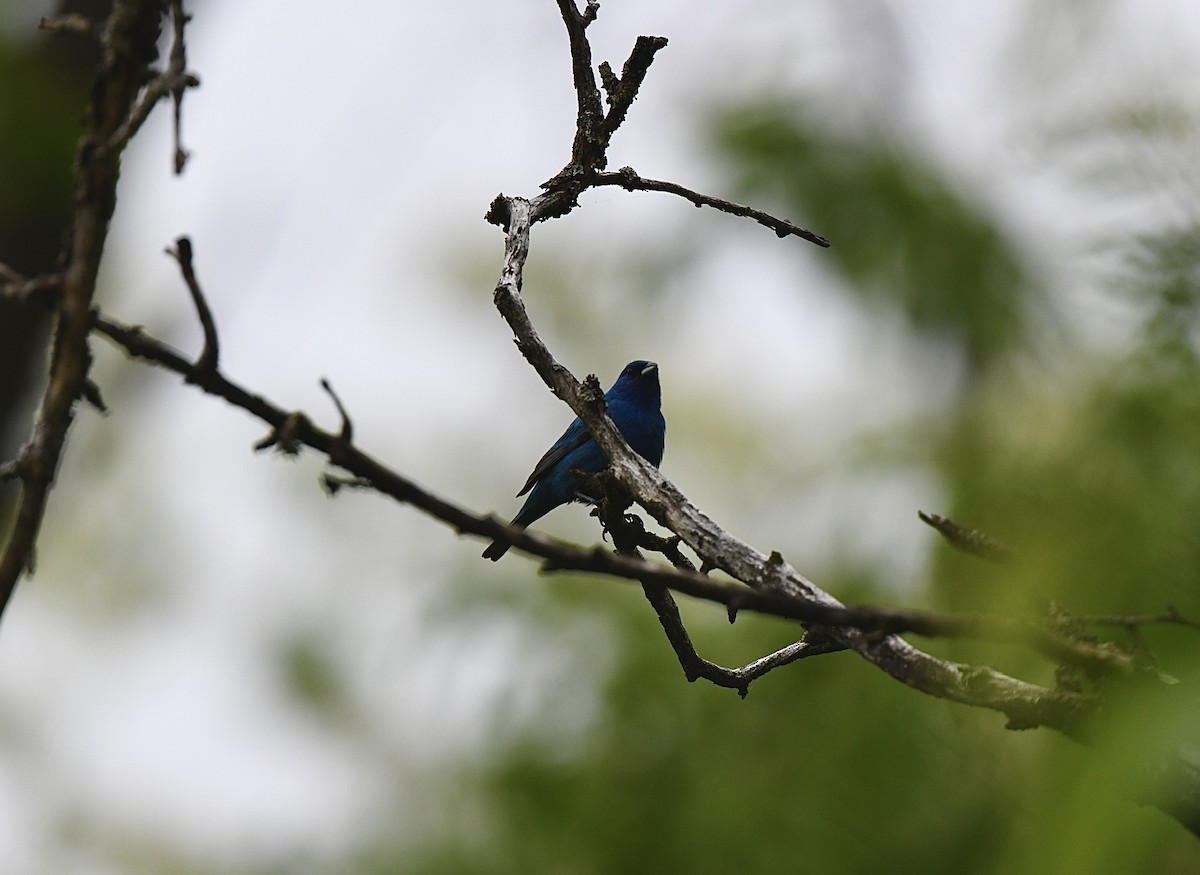 Indigo Bunting - ML619051323