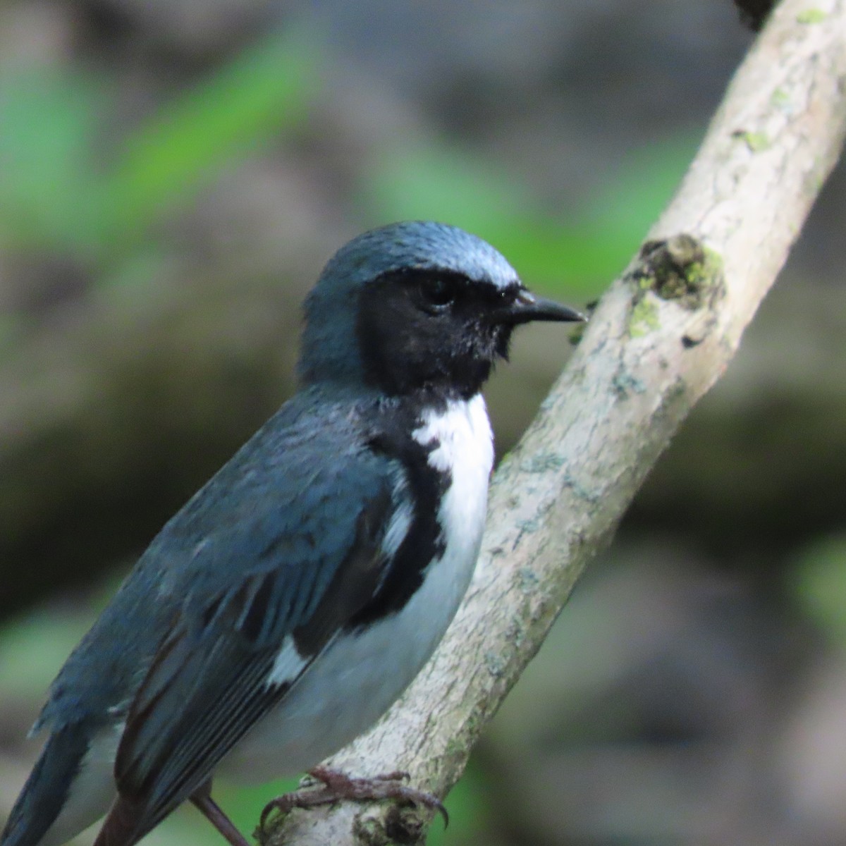 Black-throated Blue Warbler - Karen Lintala