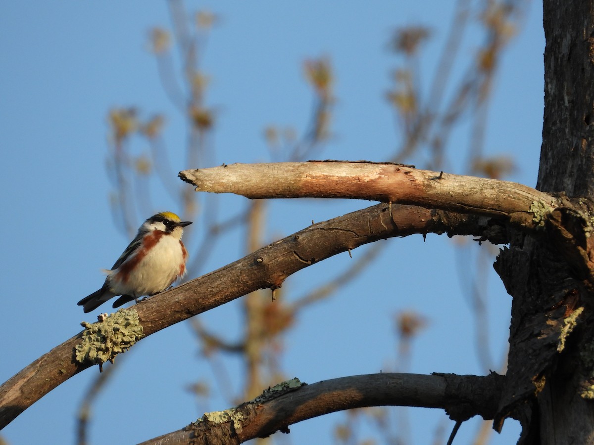 Chestnut-sided Warbler - Daniel Raleigh