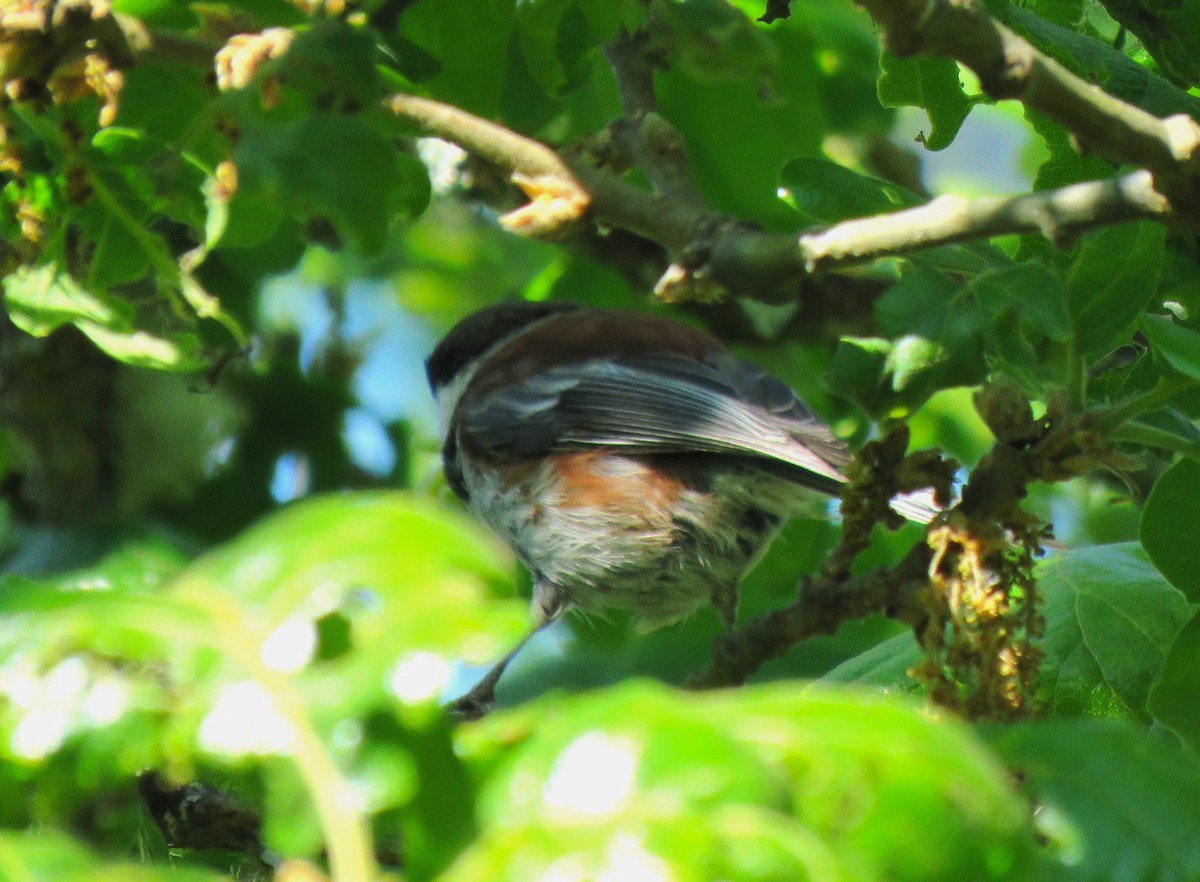 Chestnut-backed Chickadee - ML619051336