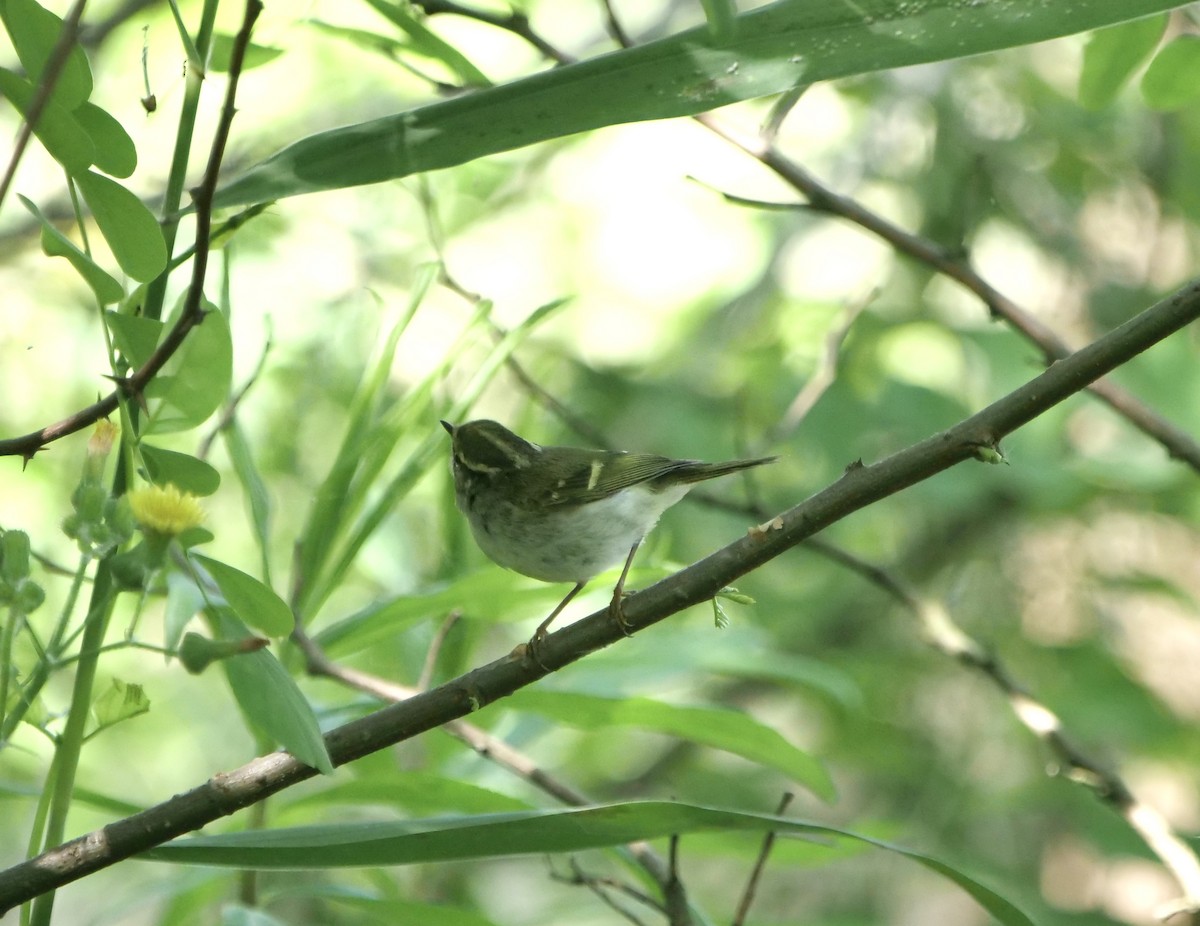 Chinese Leaf Warbler - ML619051346