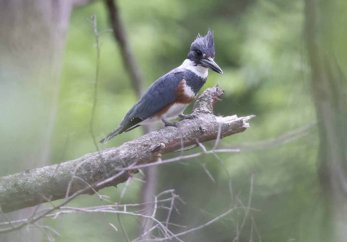 Belted Kingfisher - Michael Pogue