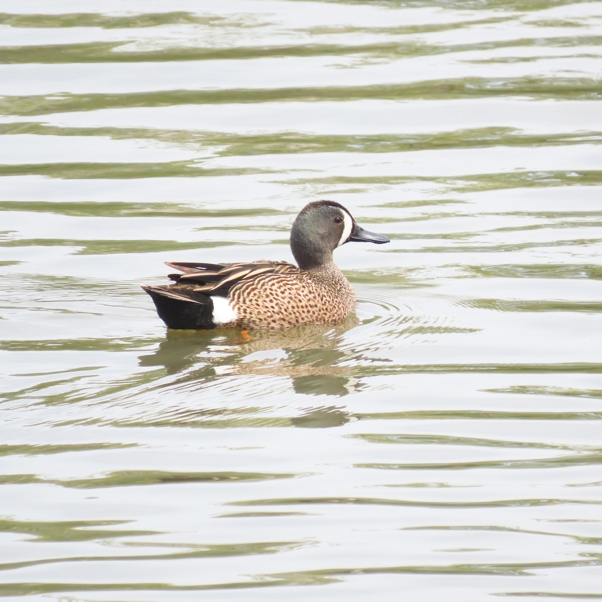 Blue-winged Teal - ML619051365