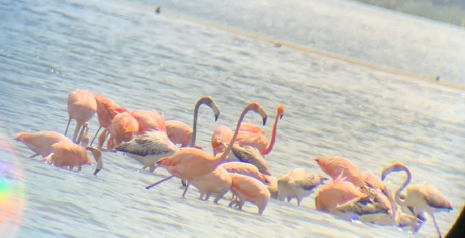 Amerika Flamingosu - ML619051372