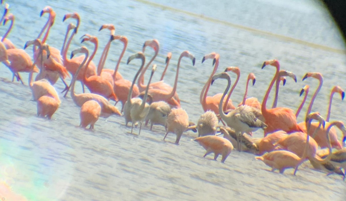 Amerika Flamingosu - ML619051373