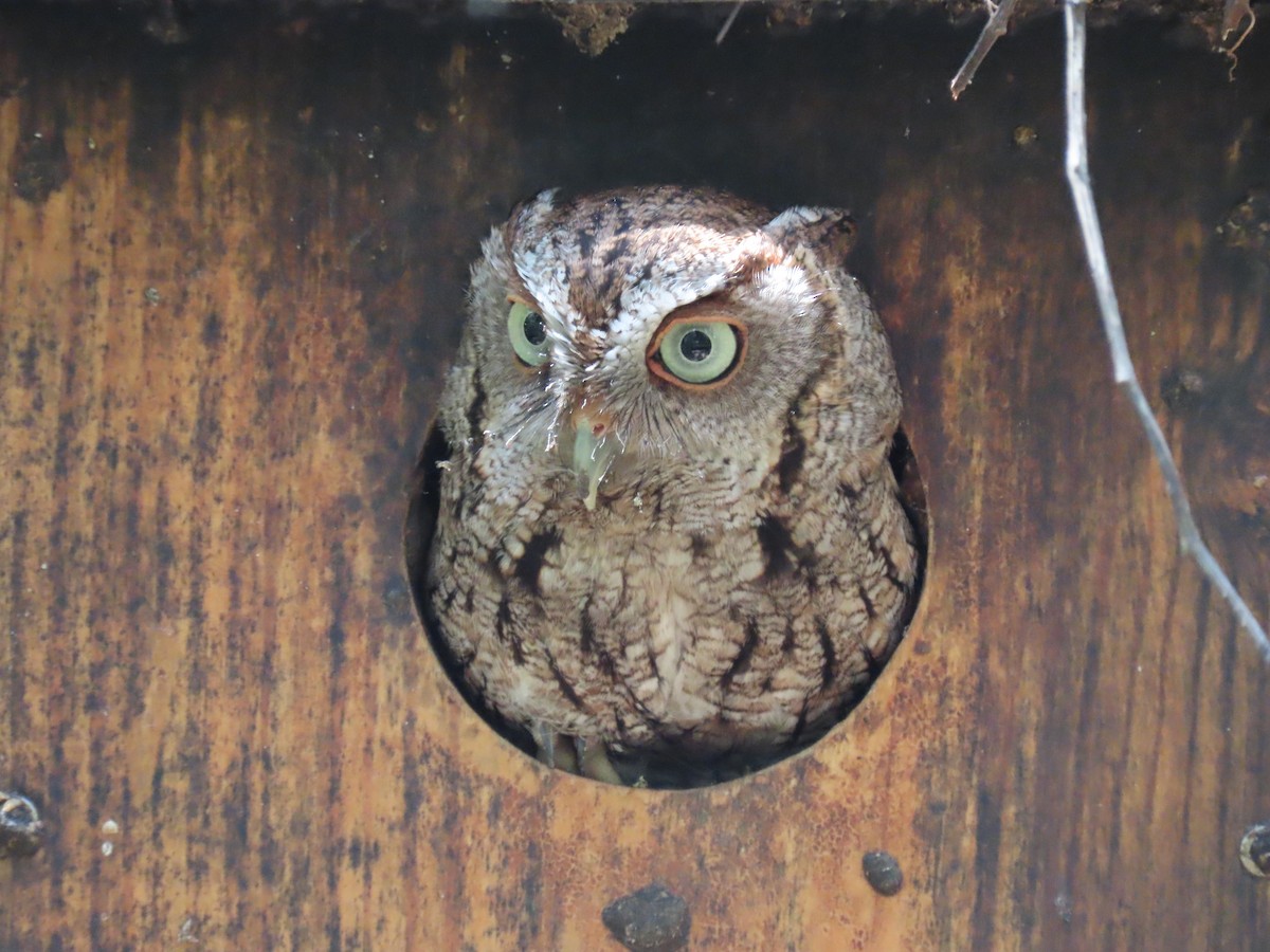 Eastern Screech-Owl - Susan Young