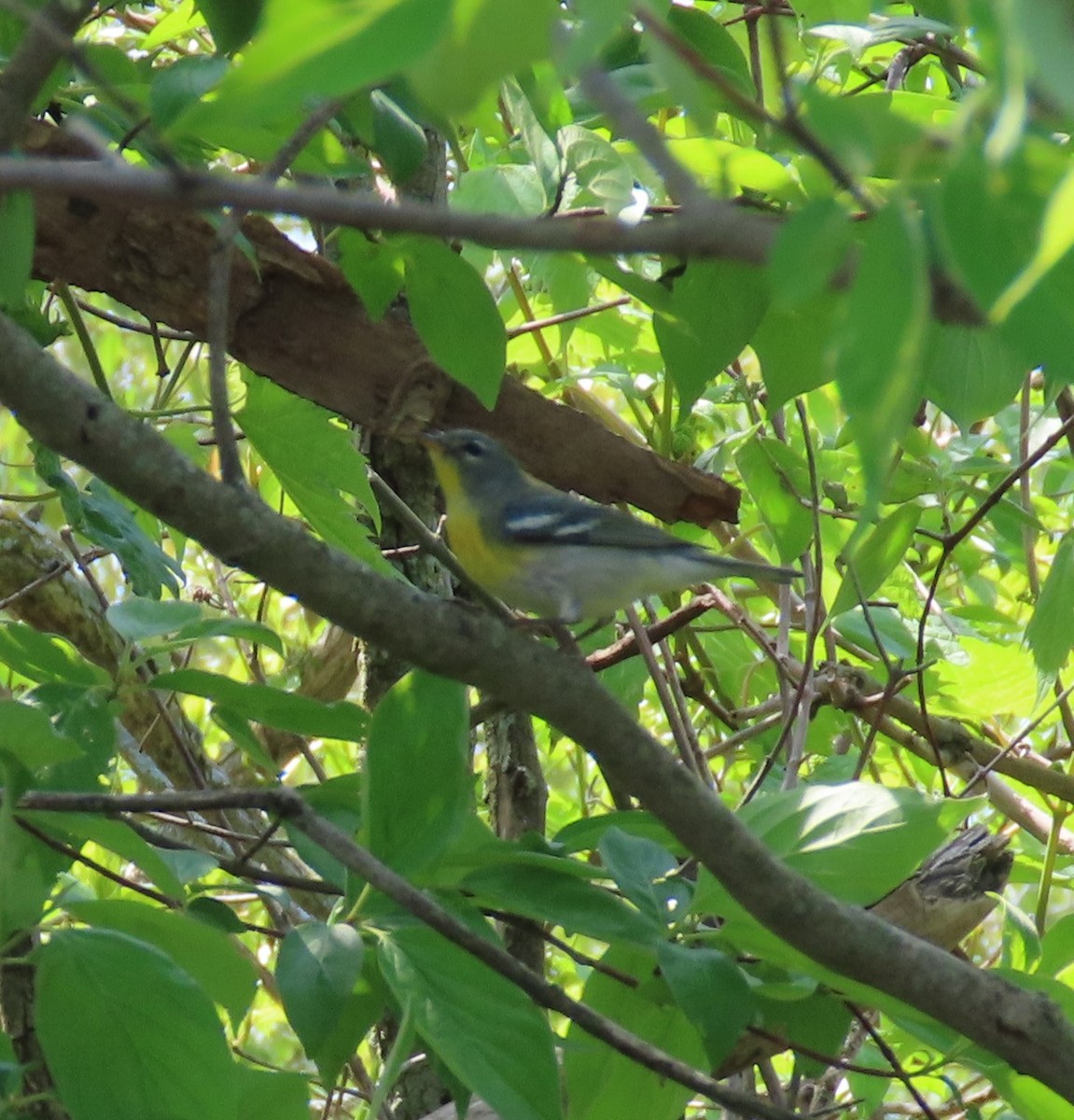 Northern Parula - Karen Lintala