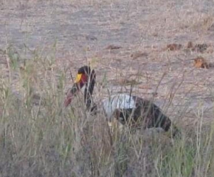 Saddle-billed Stork - Phil Kowalski