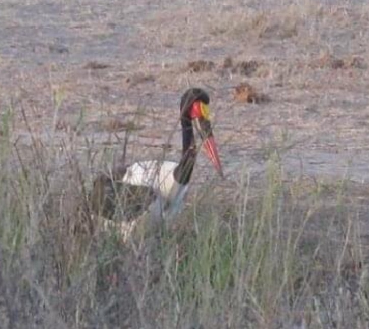 Saddle-billed Stork - Phil Kowalski