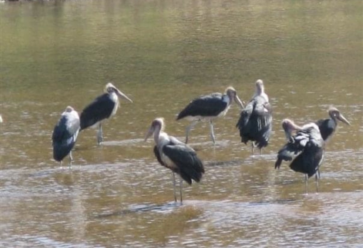 Marabou Stork - Phil Kowalski