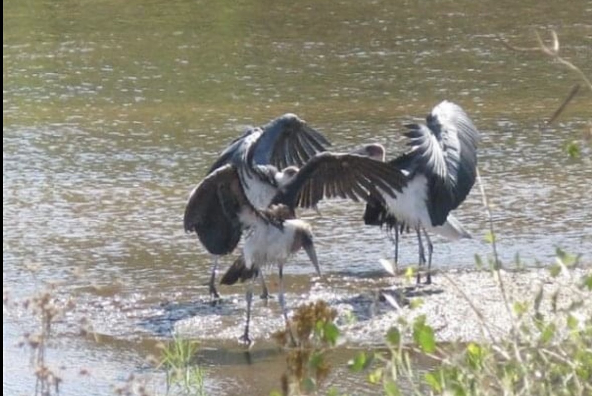 Marabou Stork - Phil Kowalski