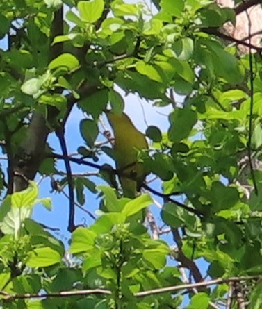 Prothonotary Warbler - Karen Lintala