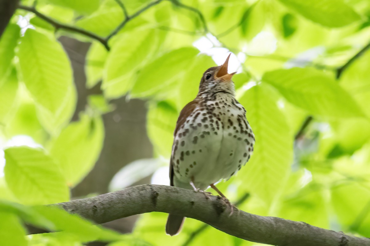 flekkskogtrost - ML619051511