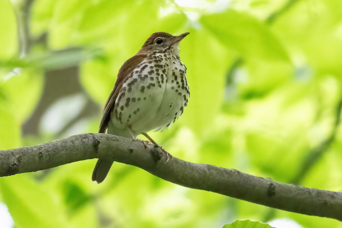 Wood Thrush - ML619051512