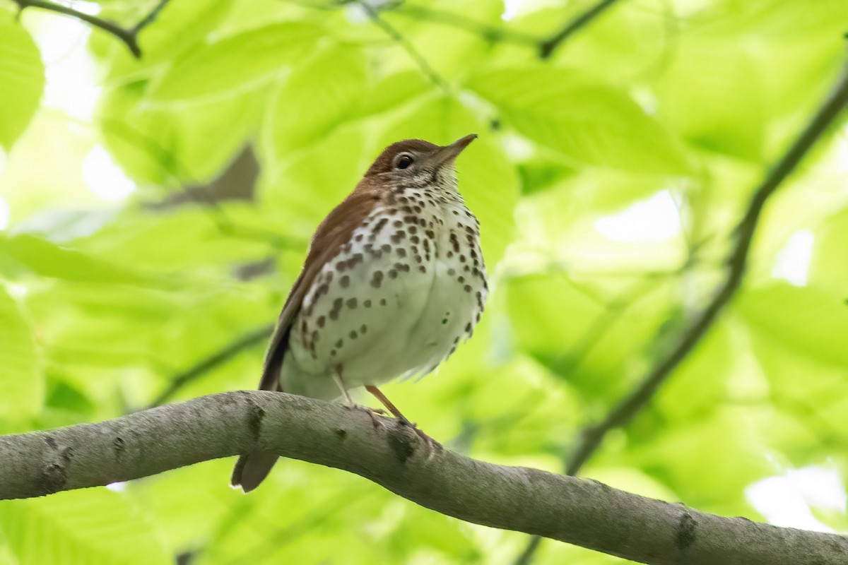 flekkskogtrost - ML619051514