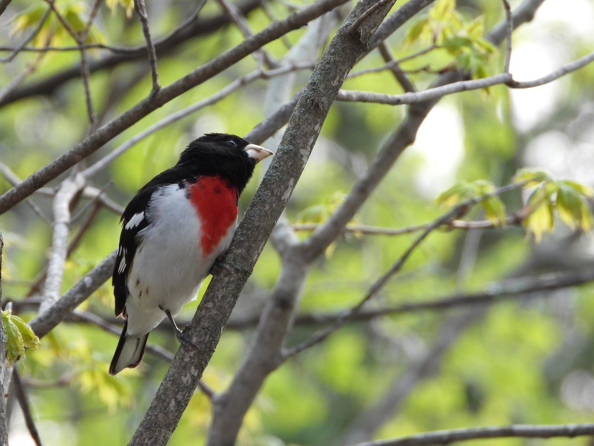 Rose-breasted Grosbeak - Daniel Raleigh