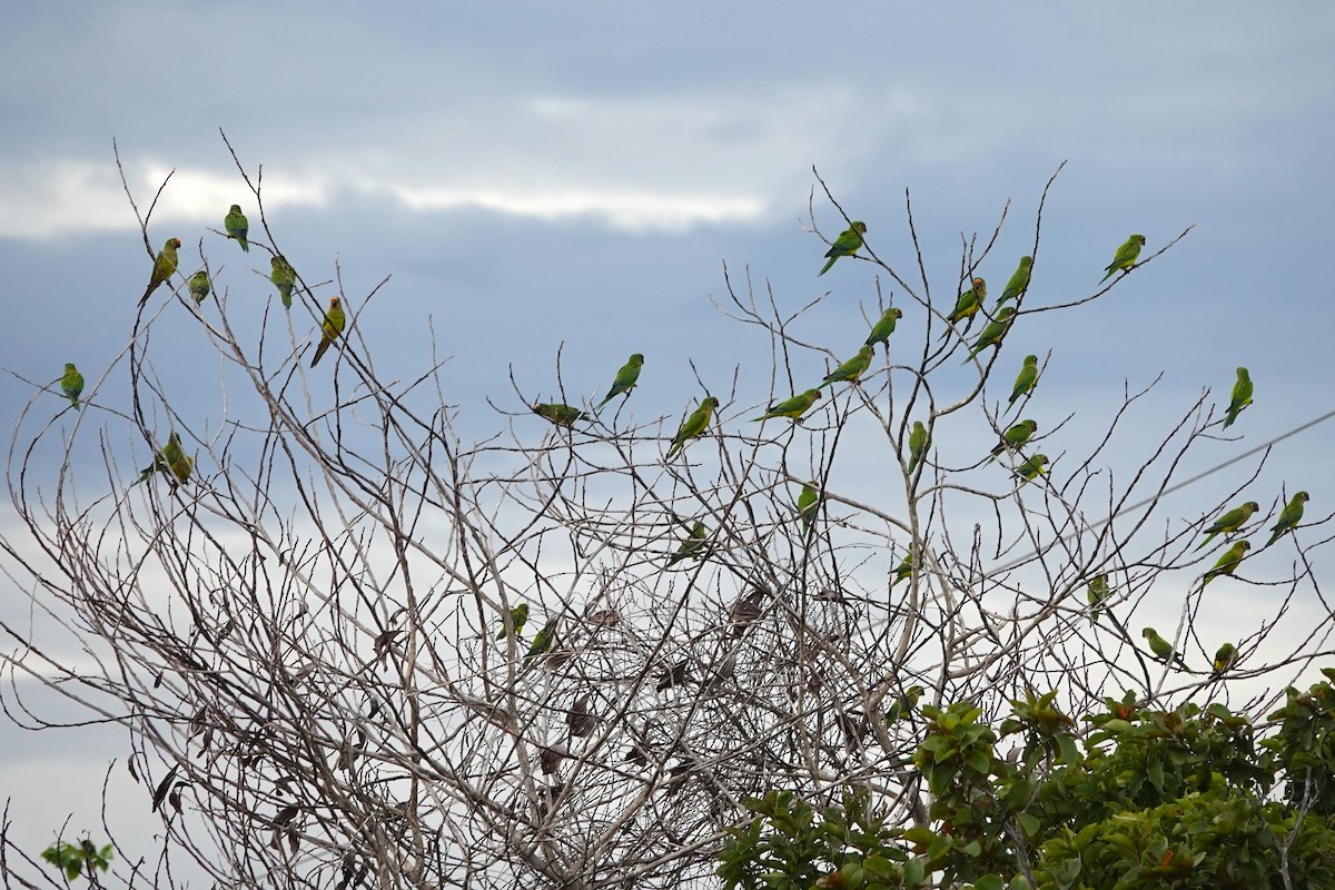 Peach-fronted Parakeet - ML619051575