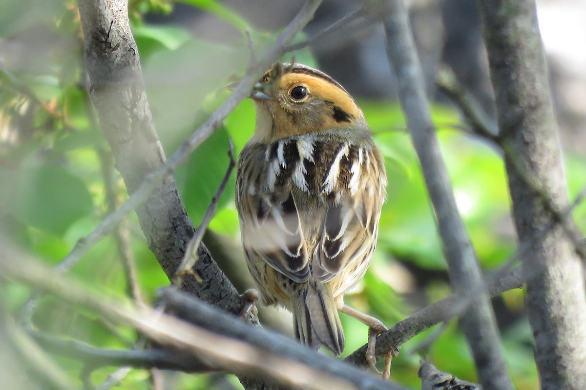 Nelson's Sparrow - Lori Brumbaugh