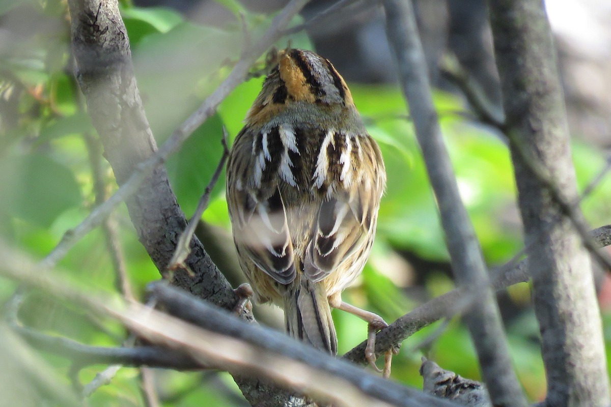 Nelson's Sparrow - Lori Brumbaugh