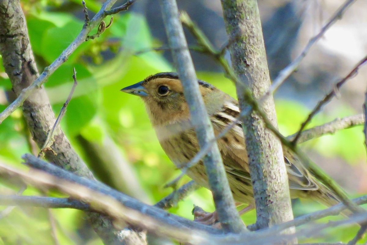 Nelson's Sparrow - Lori Brumbaugh