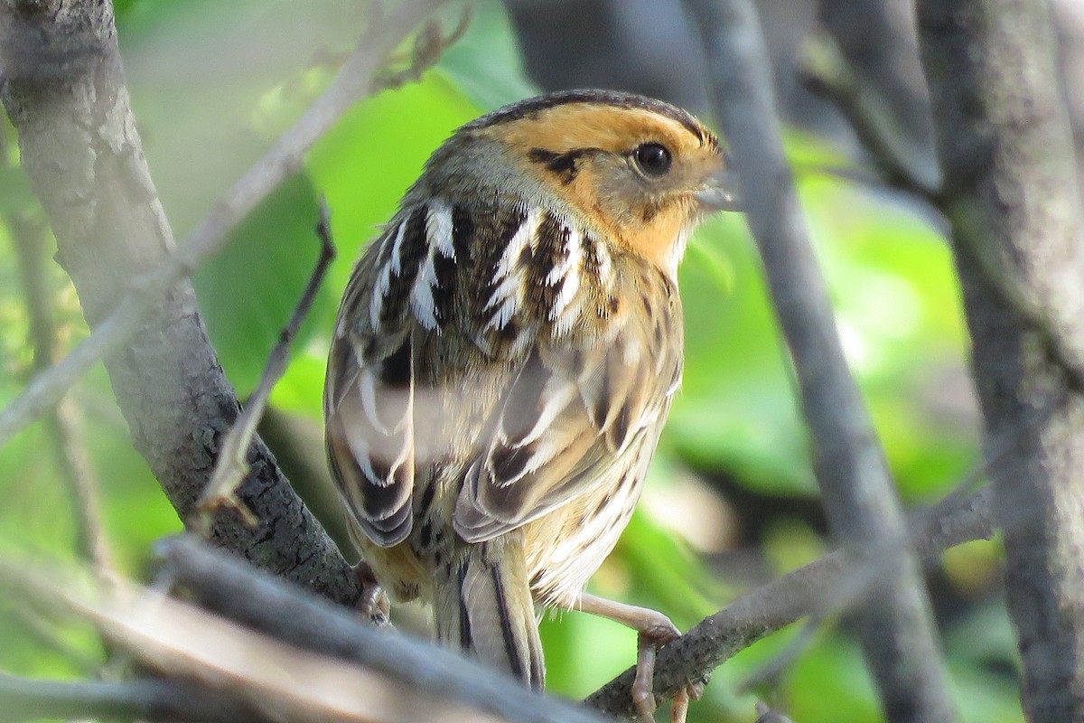 Nelson's Sparrow - Lori Brumbaugh