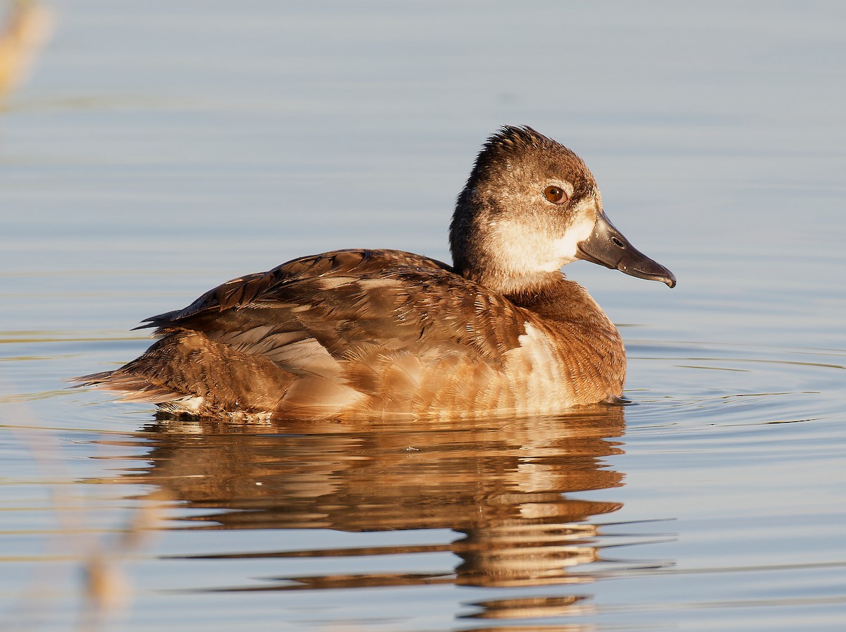 Ring-necked Duck - Pierre Deviche