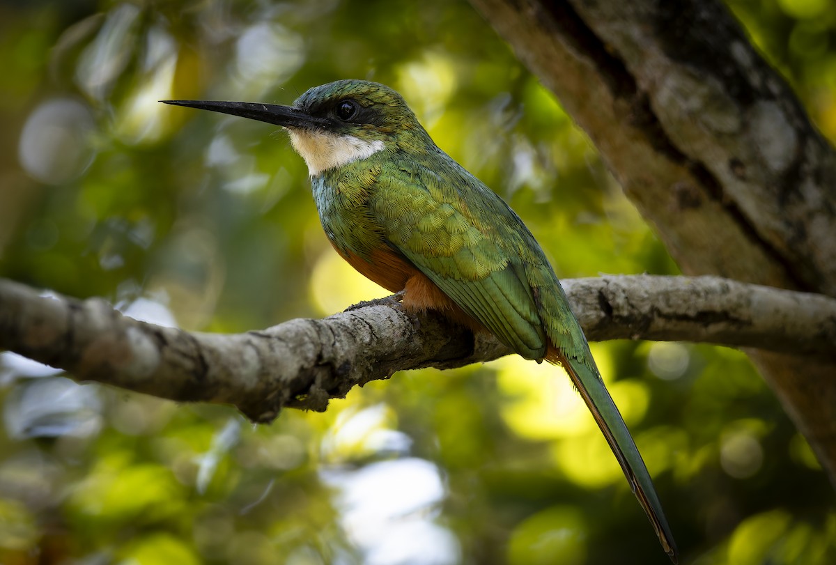 Rufous-tailed Jacamar - Allan Clé Porto