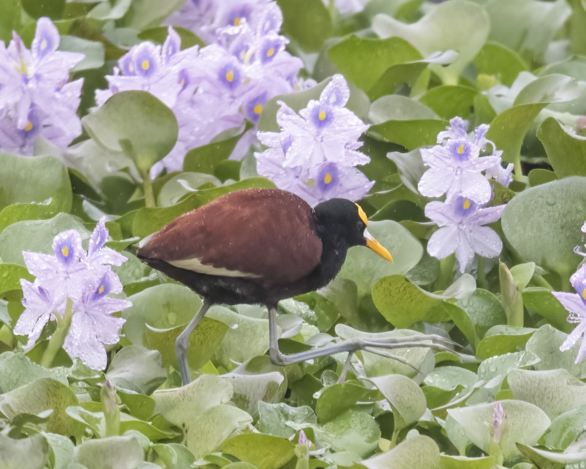 Jacana du Mexique - ML619051620