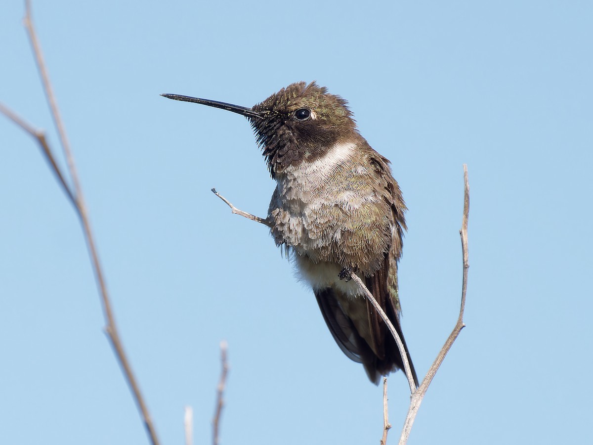 Black-chinned Hummingbird - Pierre Deviche