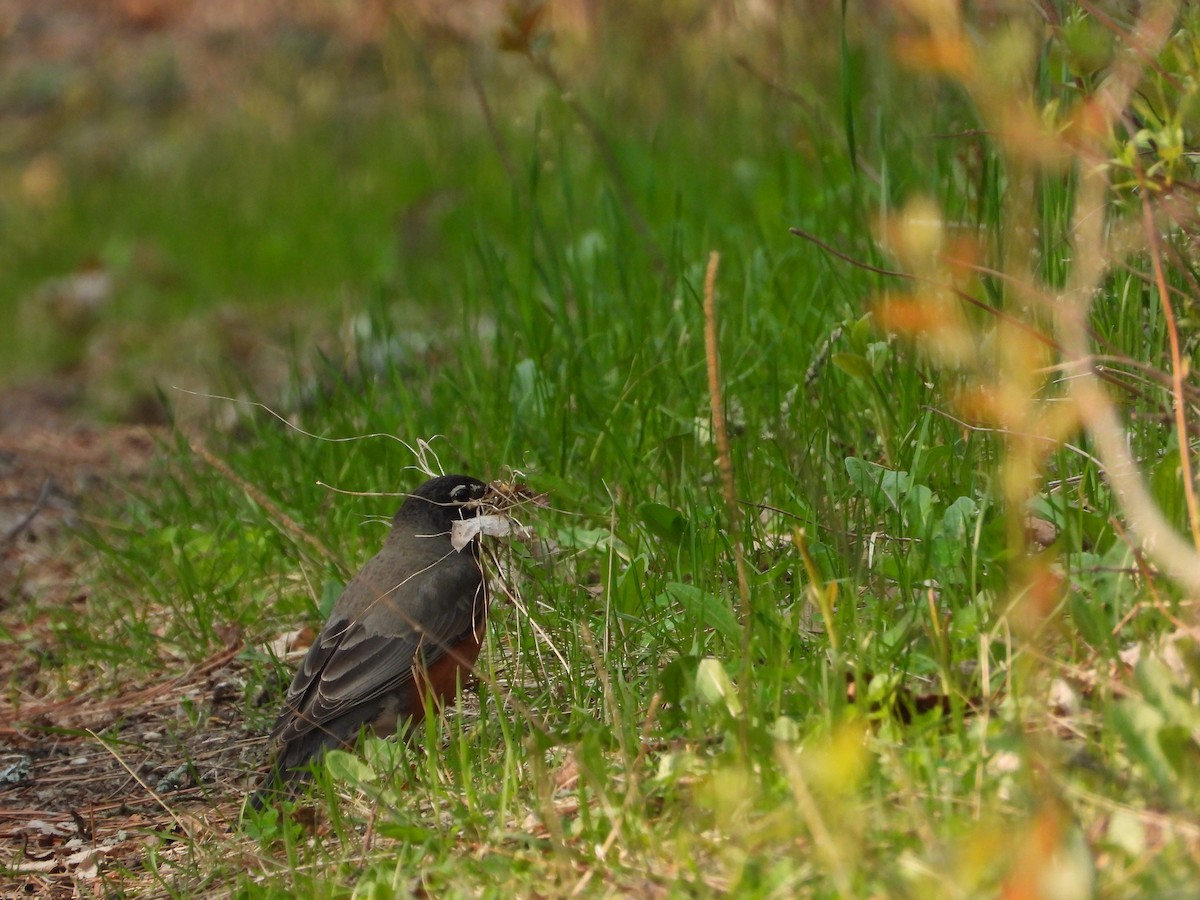 American Robin - Daniel Raleigh