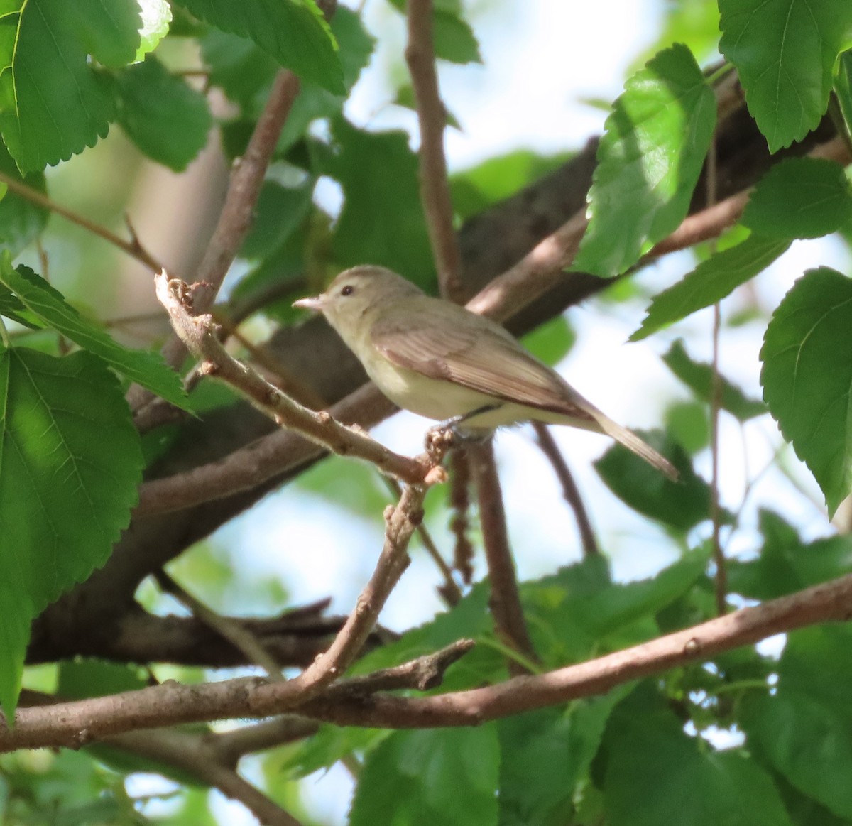 Warbling Vireo - Karen Lintala