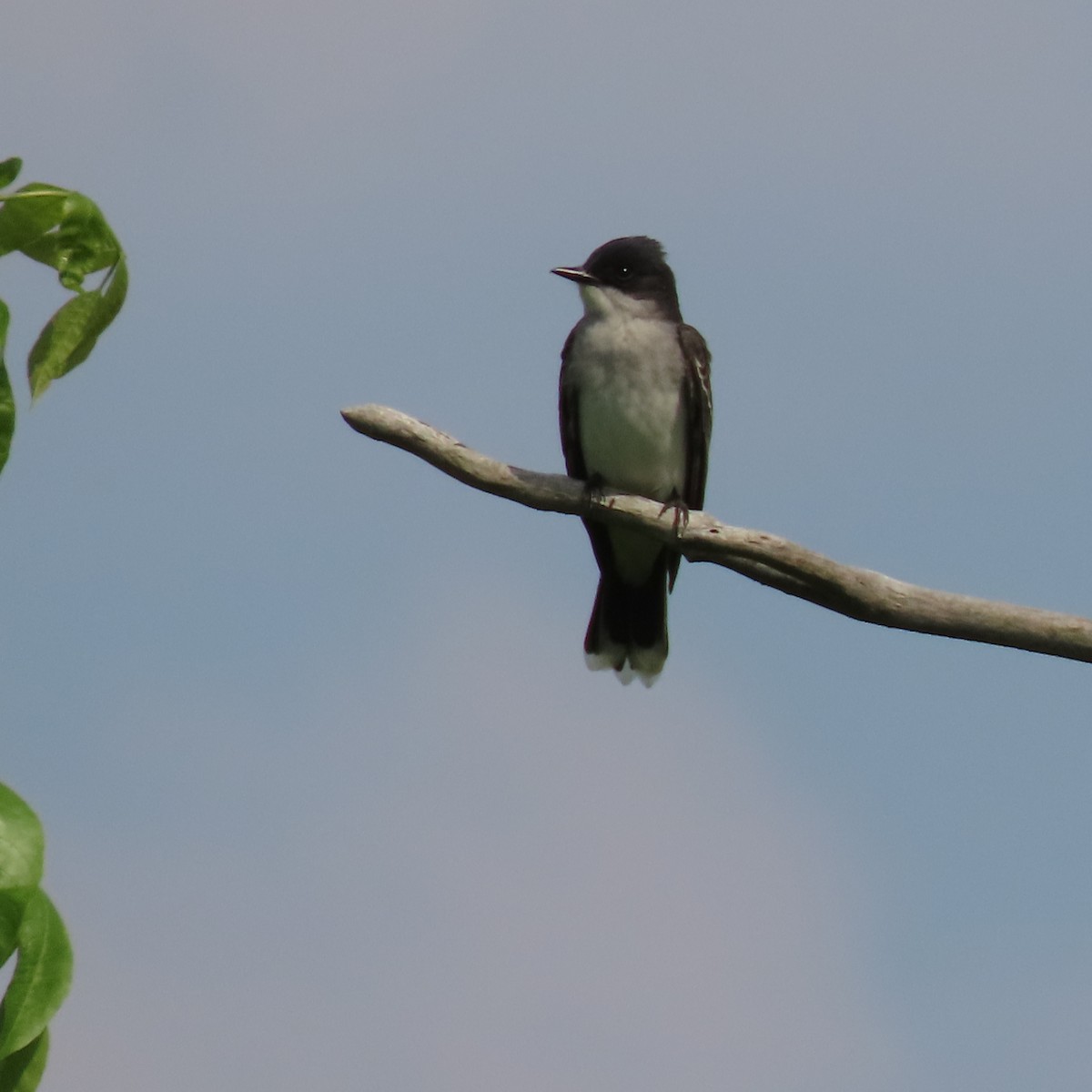 Eastern Kingbird - Karen Lintala