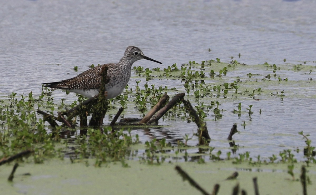 Lesser Yellowlegs - ML619051681