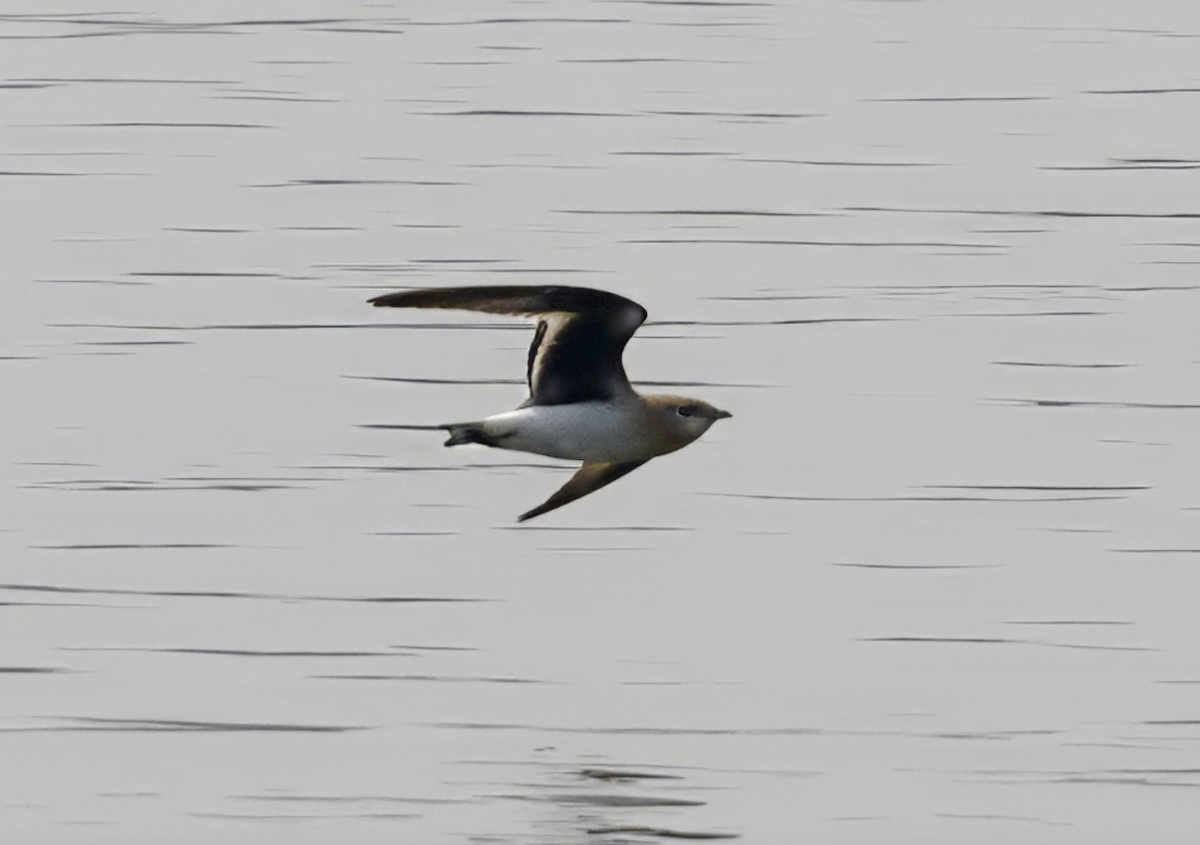 Small Pratincole - Joseph Tobias