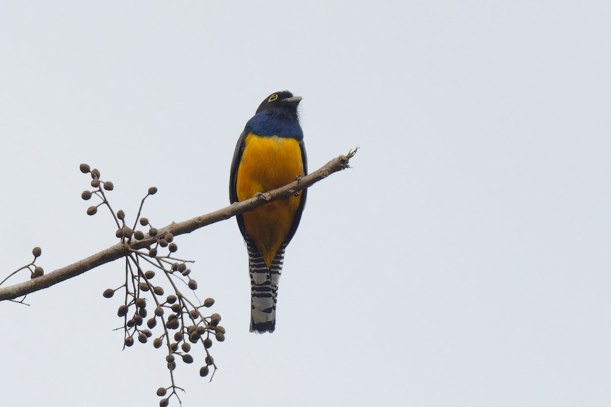 Gartered Trogon - ML619051689