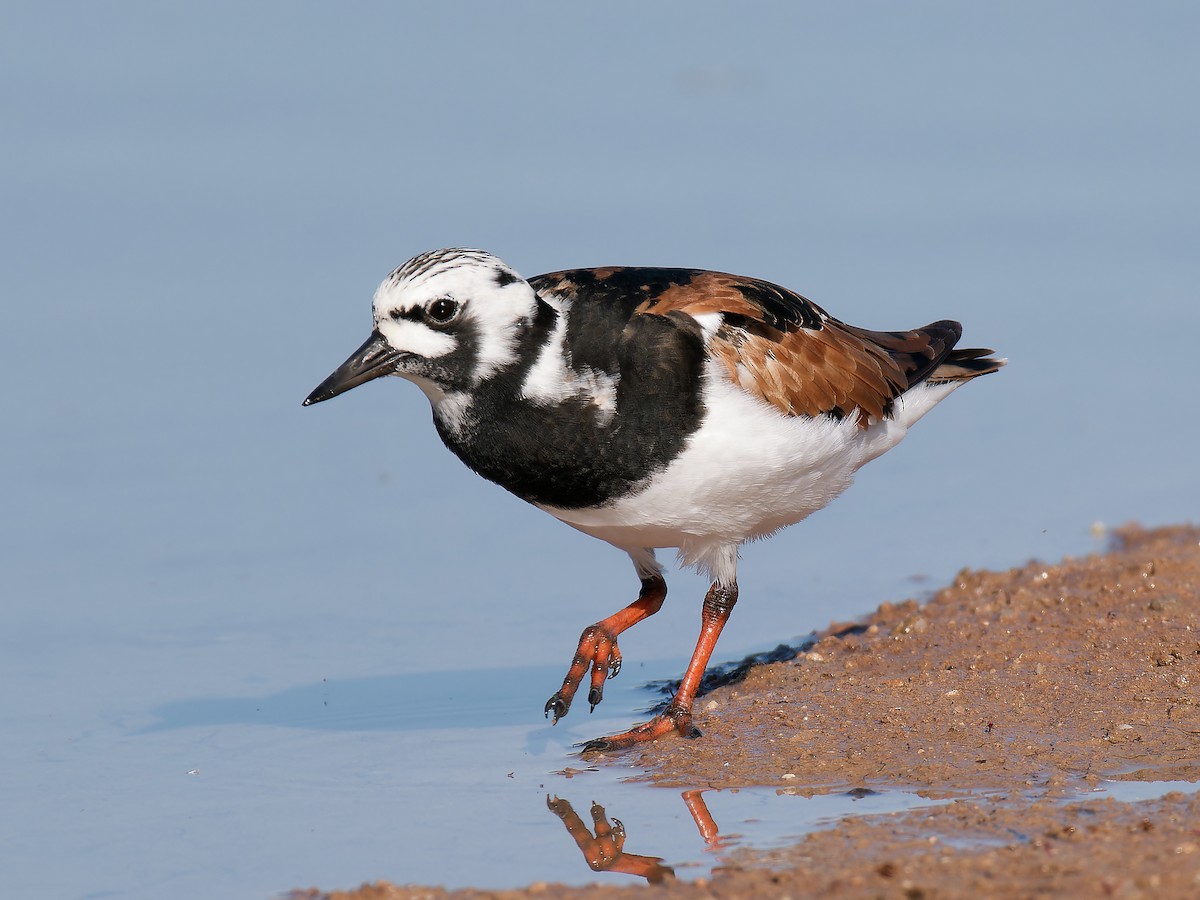 Ruddy Turnstone - Pierre Deviche