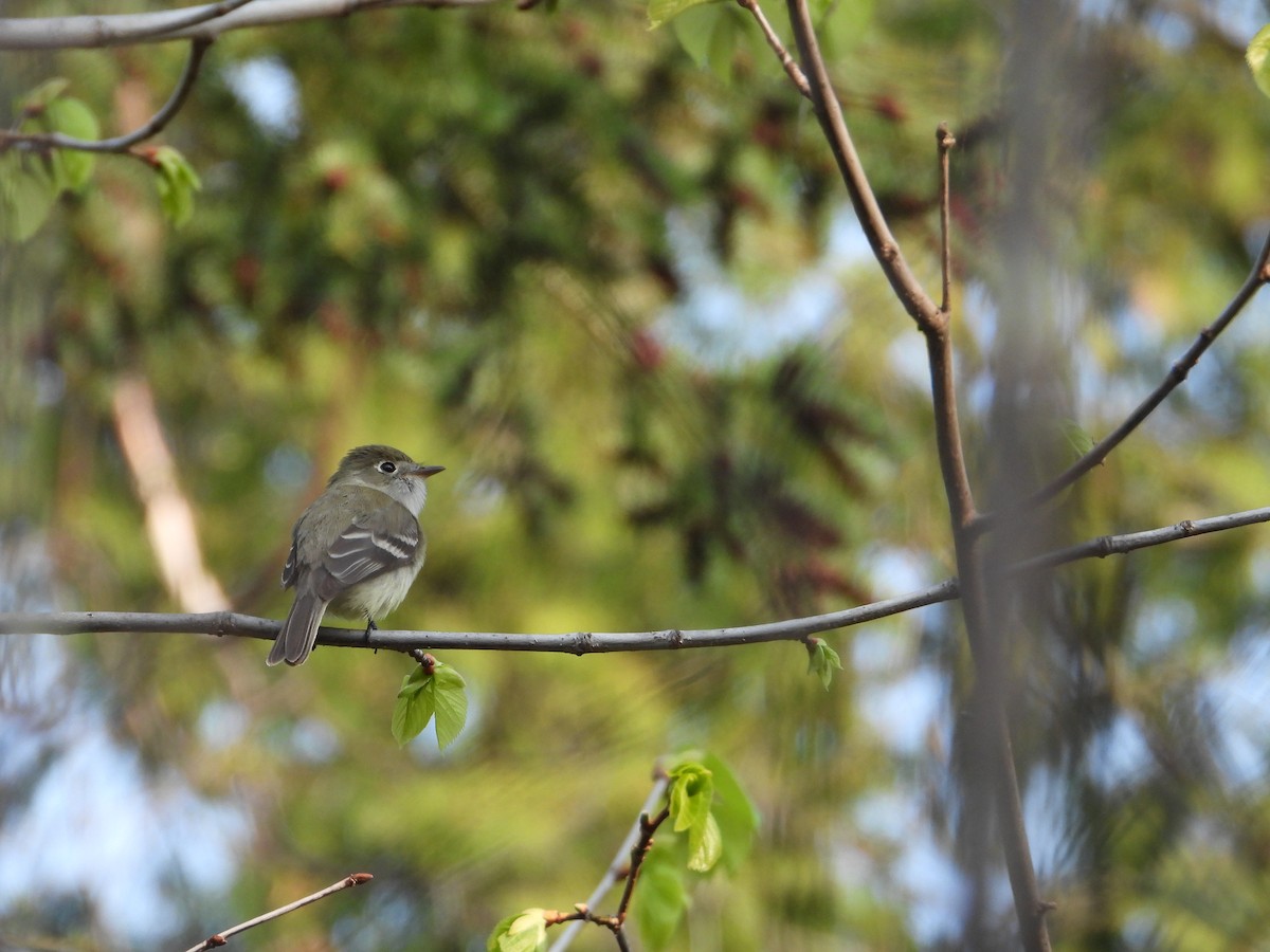 Least Flycatcher - Daniel Raleigh